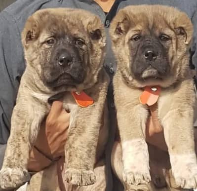 Pure Kurdish Kangal Pair | 2 Months | Vaccinated | Security Dogs