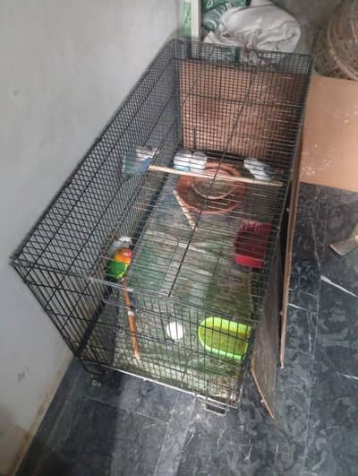 love birds pairs with cage