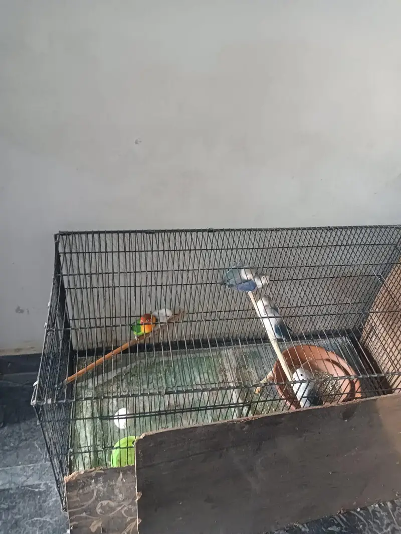 love birds pairs with cage — photo 2