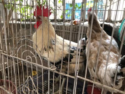 Desi egg laying pair for sale with cage