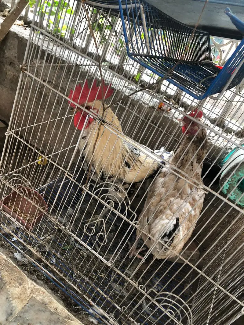 Desi egg laying pair for sale with cage — photo 3