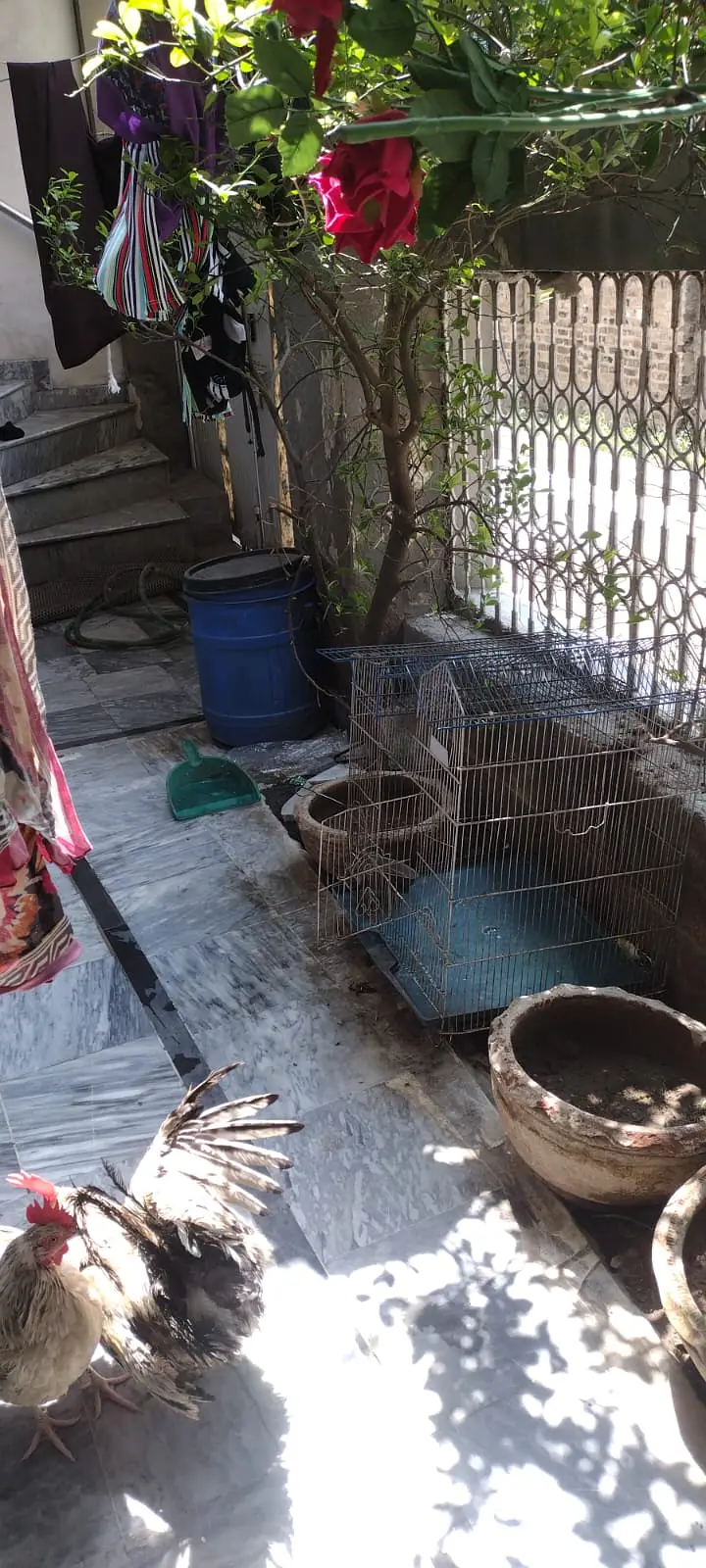 Desi egg laying pair for sale with cage — photo 5