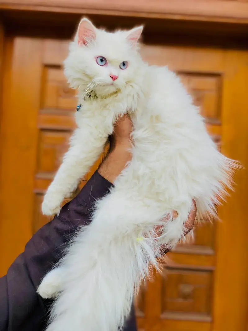 cash on delivery Persian kitten cats — photo 2