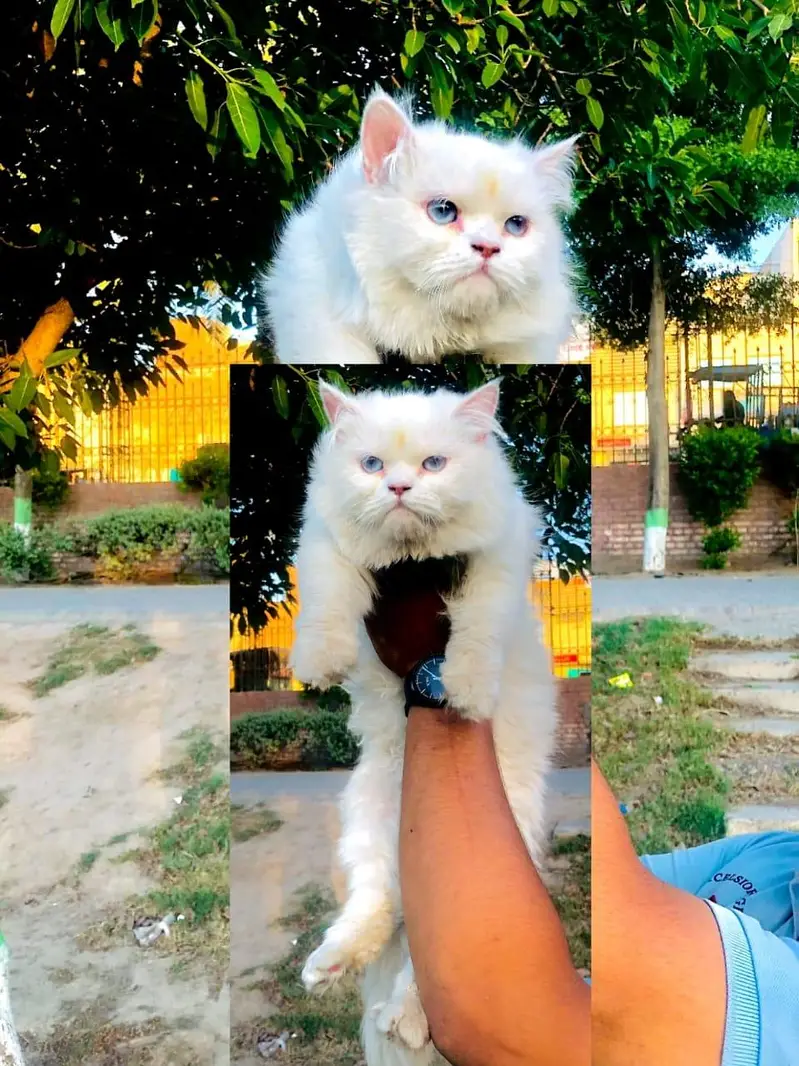 cash on delivery Persian kitten cats — photo 12
