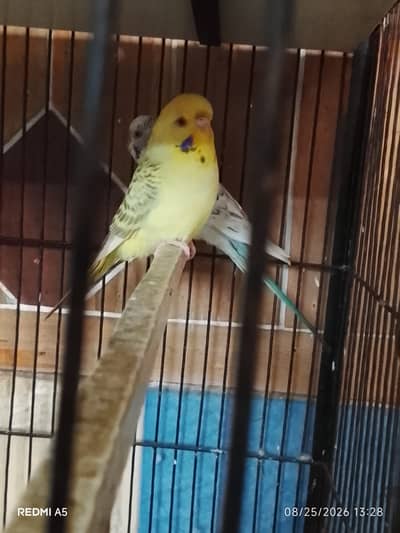 TCB & Fellow budgie & finches