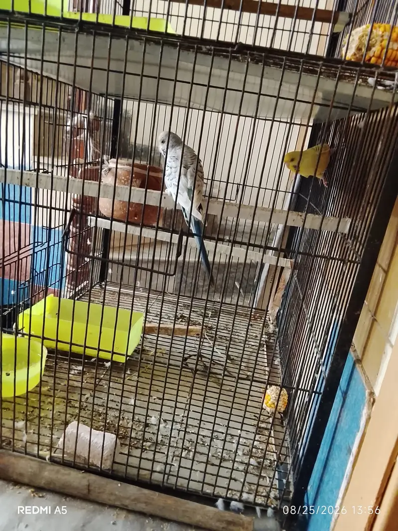 TCB & Fellow budgie & finches — photo 2