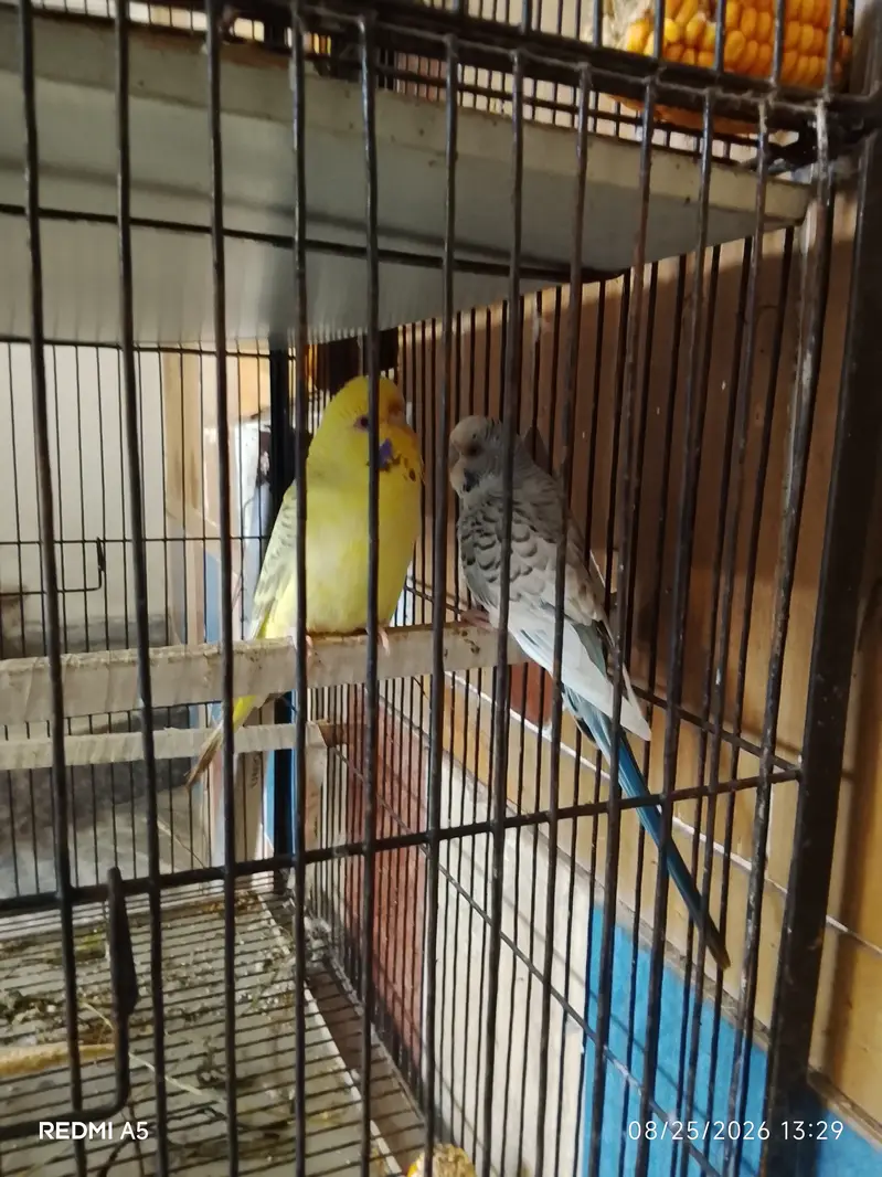 TCB & Fellow budgie & finches — photo 3