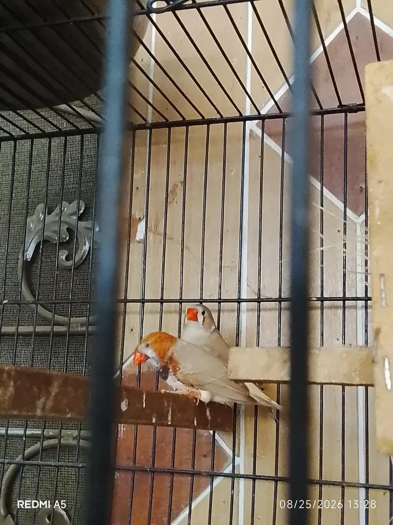 TCB & Fellow budgie & finches — photo 4