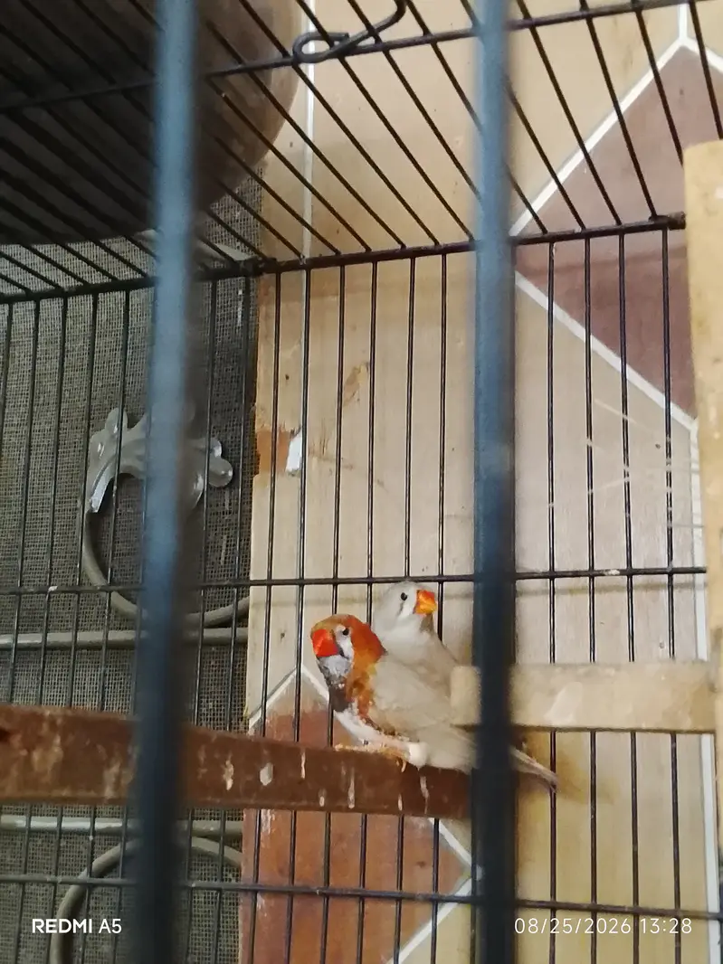TCB & Fellow budgie & finches — photo 5