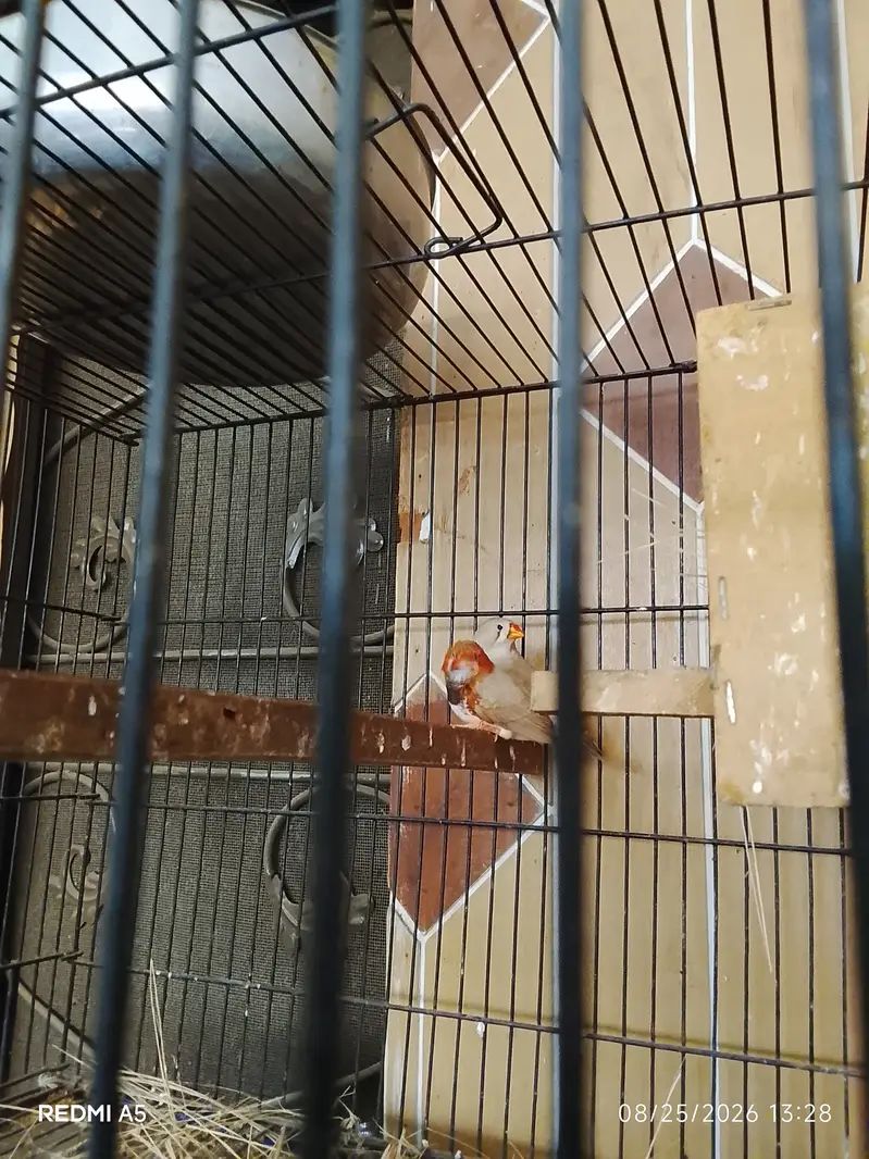 TCB & Fellow budgie & finches — photo 6
