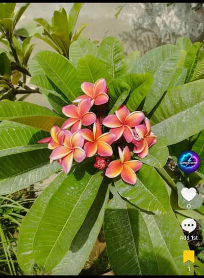 Pink Rainbow Champa small plant available for sale