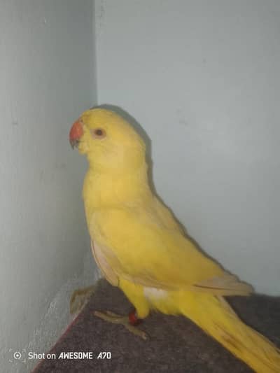 yellow ringneck parrot