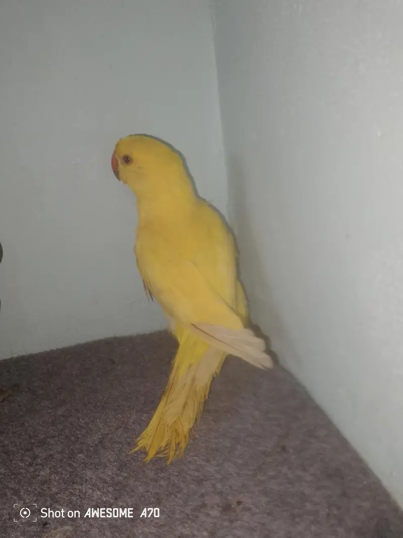 yellow ringneck parrot — photo 2