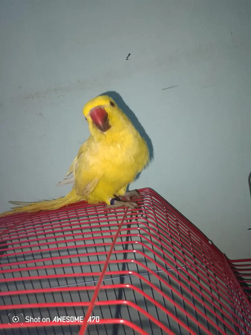yellow ringneck parrot — photo 4
