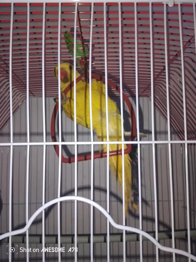 yellow ringneck parrot — photo 5