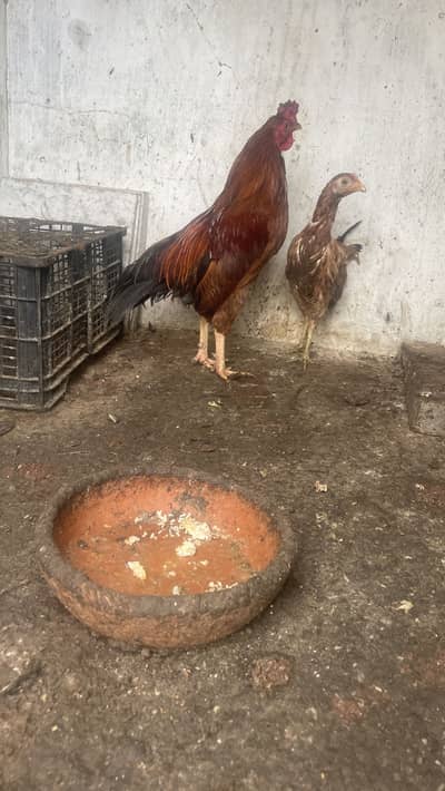 Misri murgiya murghe