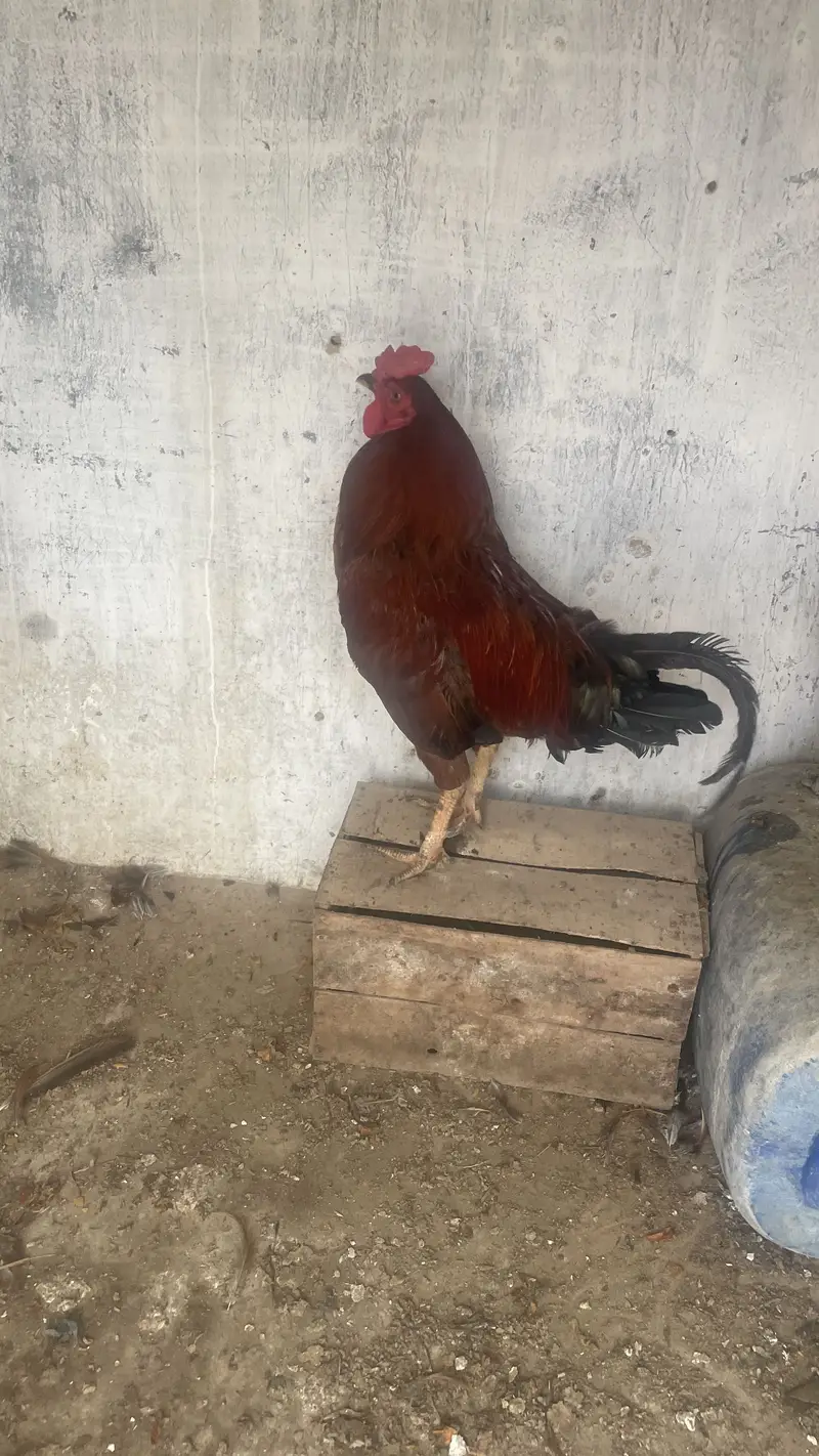 Misri murgiya murghe — photo 2