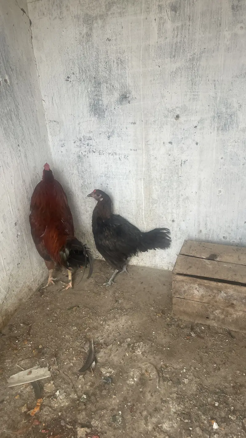 Misri murgiya murghe — photo 3