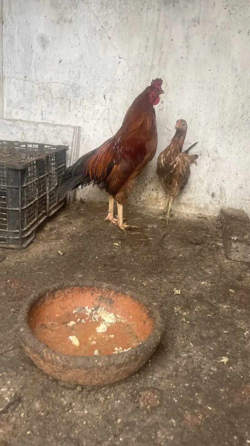 Misri murgiya murghe — photo 4