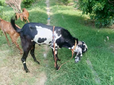 Beautiful Goats