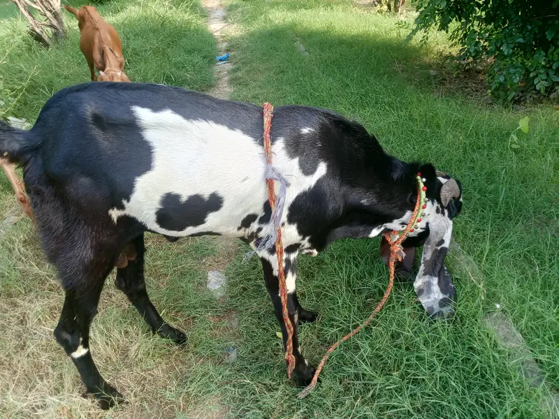 Beautiful Goats — photo 2