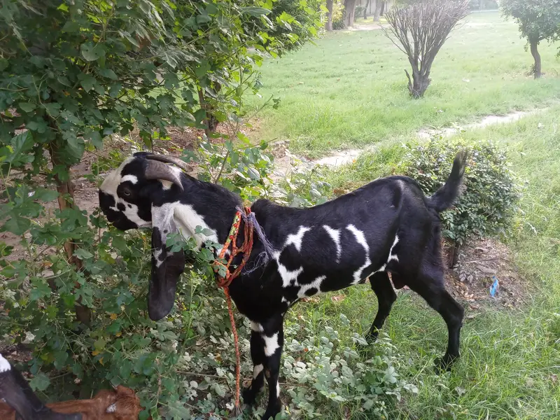 Beautiful Goats — photo 3