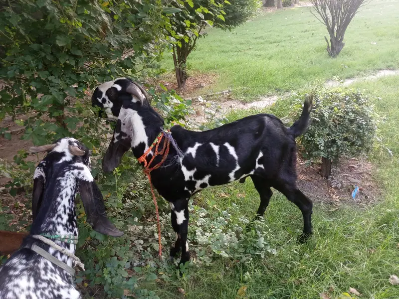 Beautiful Goats — photo 4