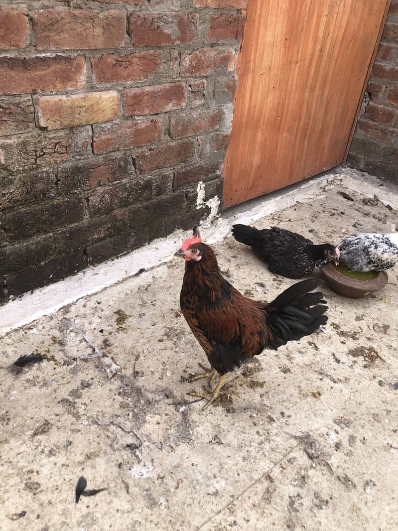 Desi hens 0