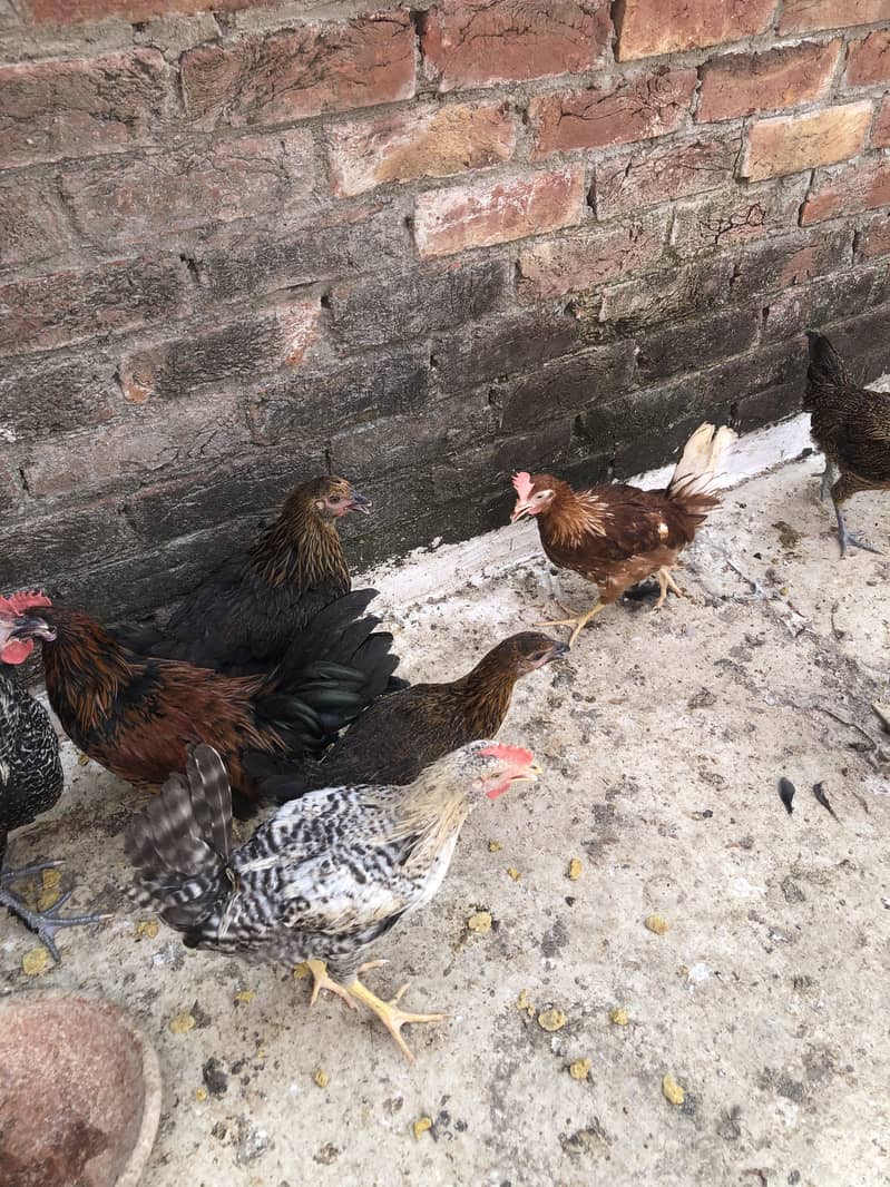 Desi hens 1