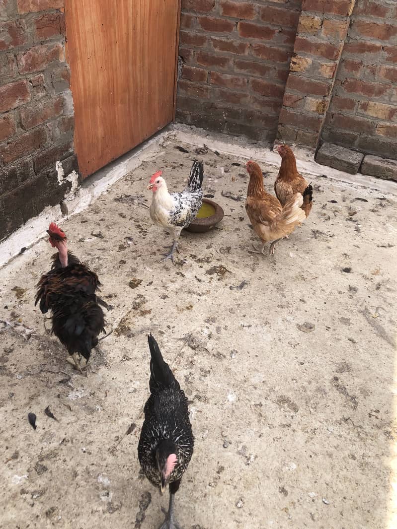 Desi hens 3