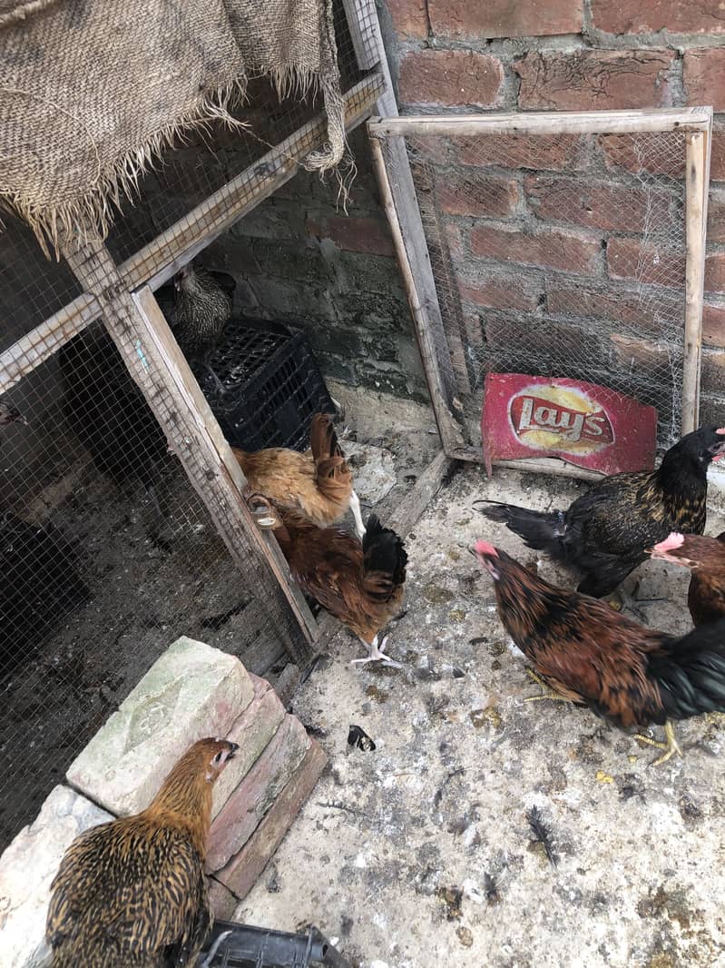 Desi hens 5