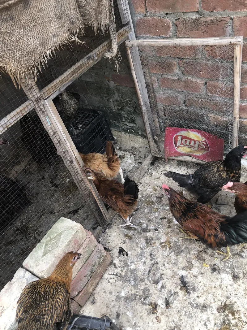 Desi hens — photo 6