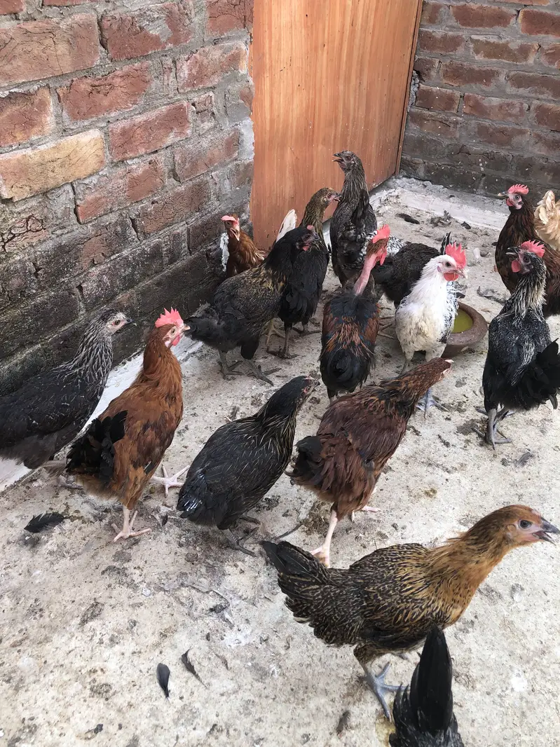 Desi hens — photo 7