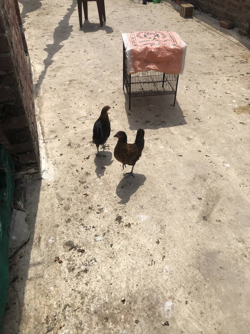 Desi hens 7