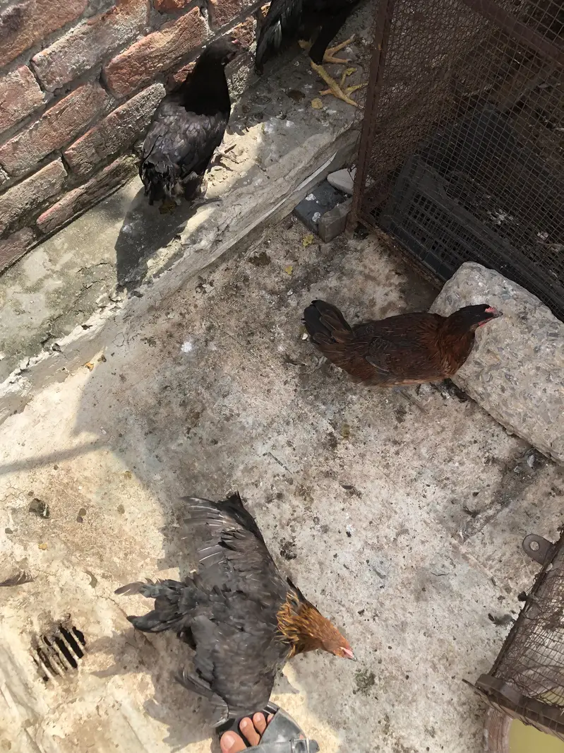 Desi hens — photo 9