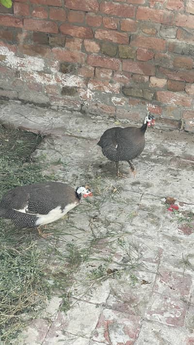 CHAKOR PAIR