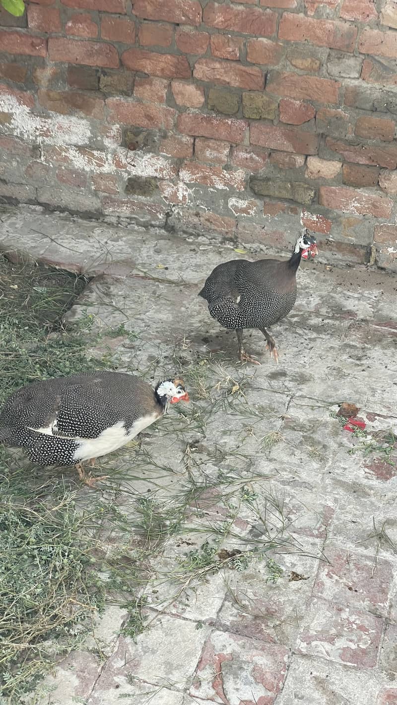 CHAKOR PAIR 0