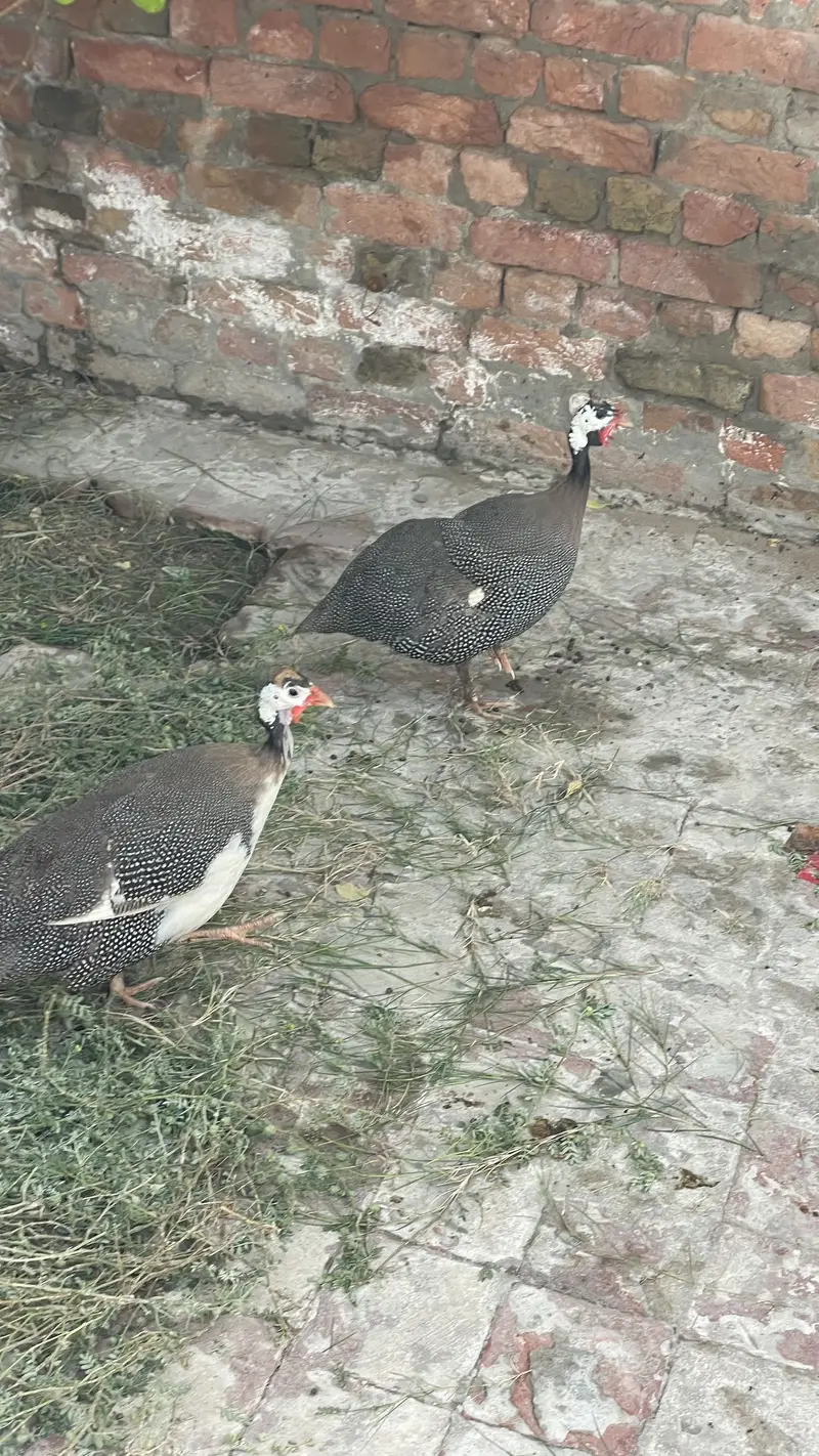CHAKOR PAIR — photo 3