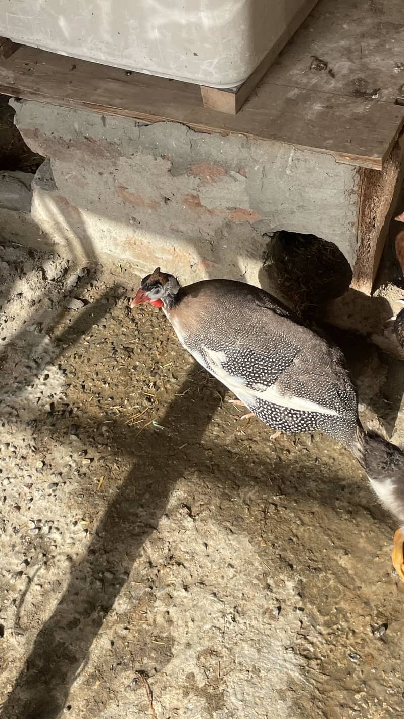 CHAKOR PAIR 3