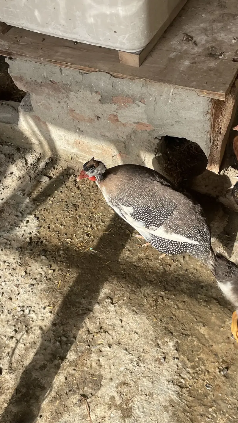 CHAKOR PAIR — photo 4