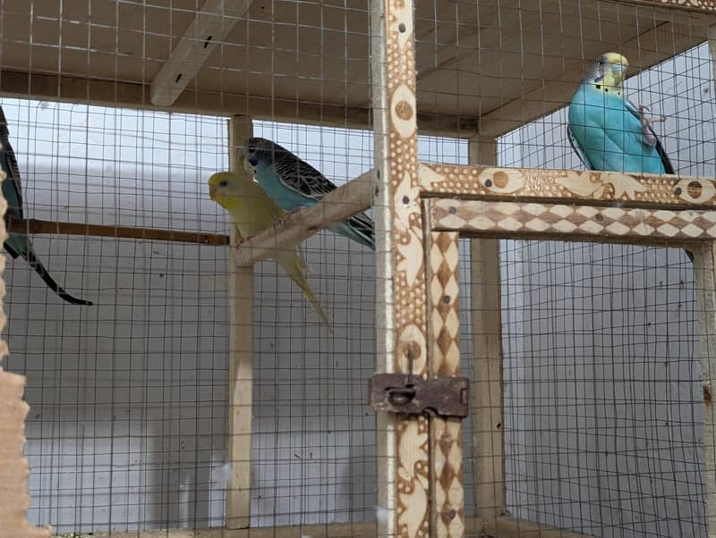 Parrot 1