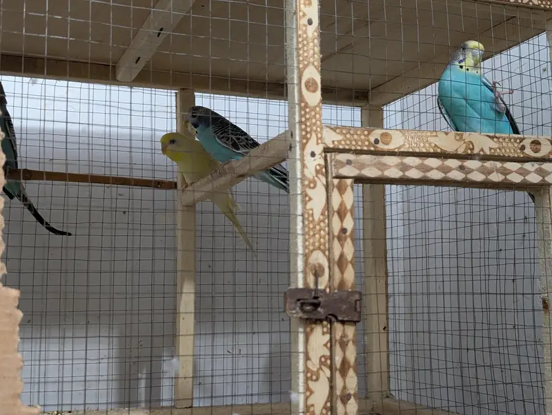 Parrot — photo 2
