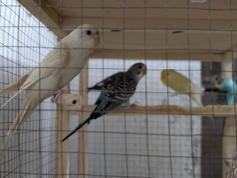Parrot 2