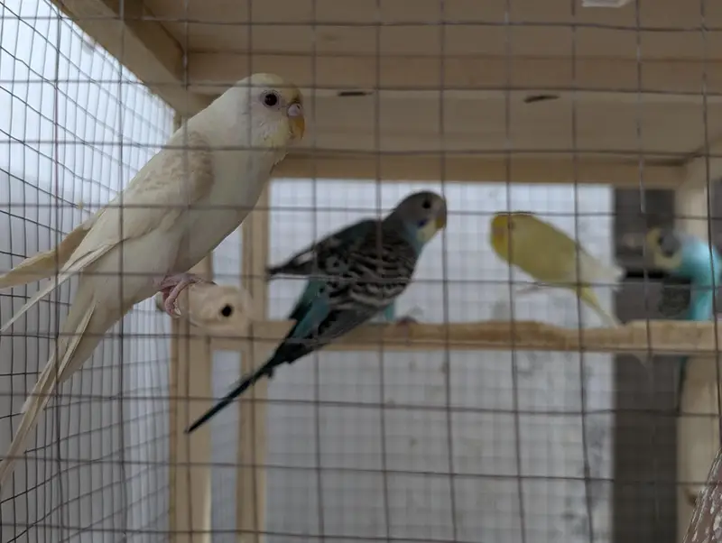 Parrot — photo 3