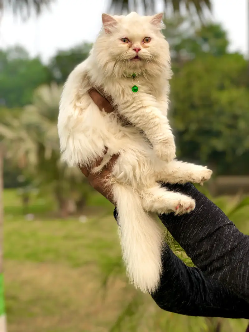 cash on delivery Persian kitten cats — photo 10