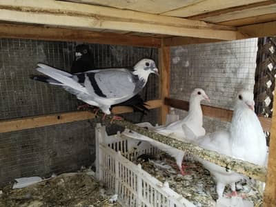 pigeons
