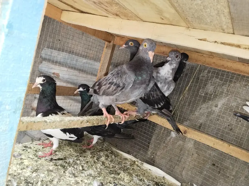 pigeons — photo 2