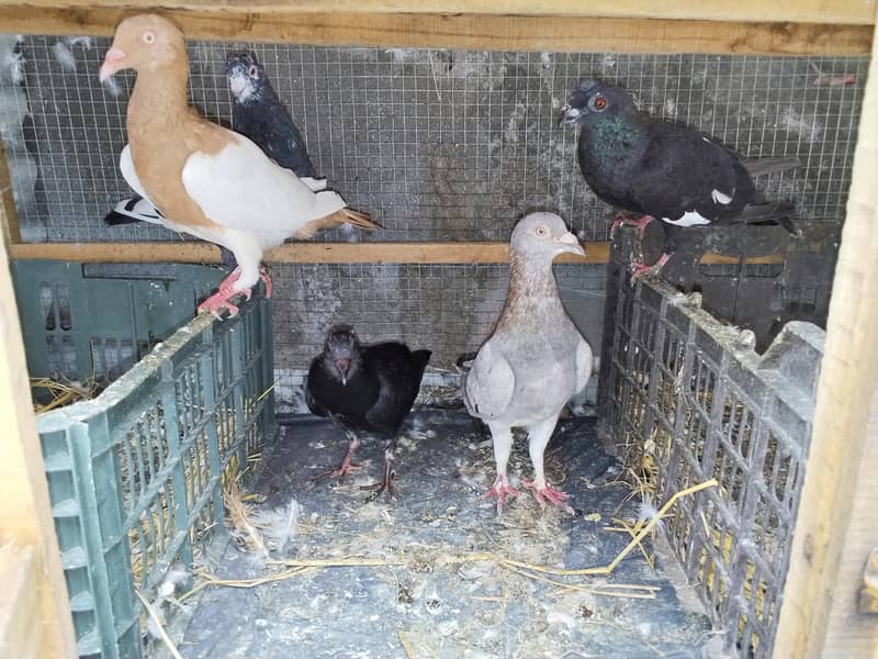 pigeons 2