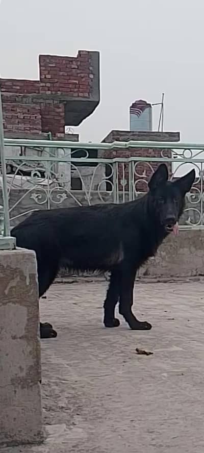 German Shepherd Pedigree female for sale no waste time