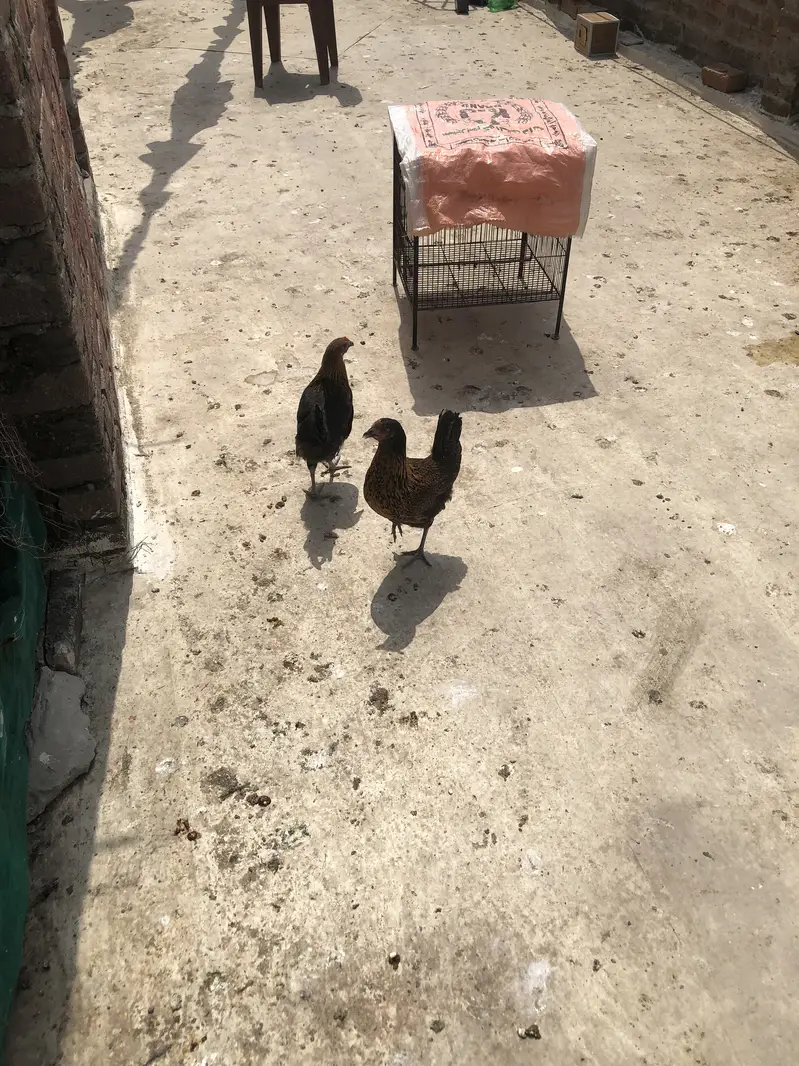 Desi & Golden Misri — photo 3